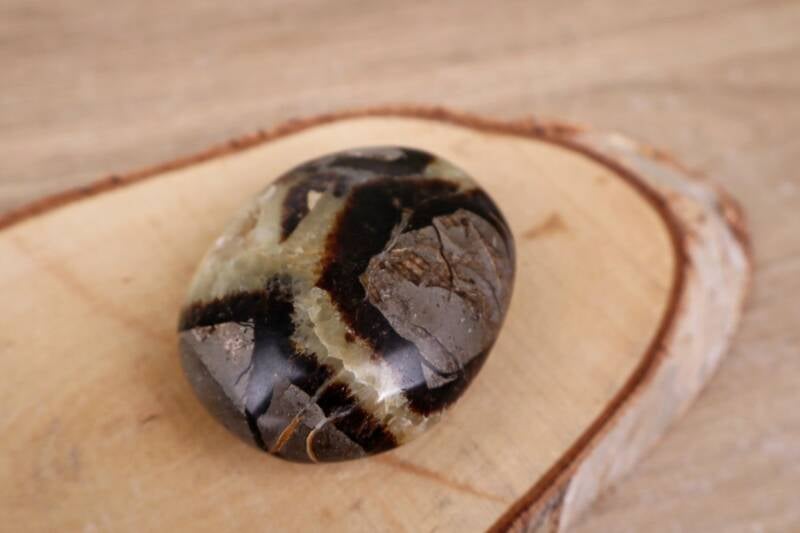 Septarie Palmsteen (7,5 cm)