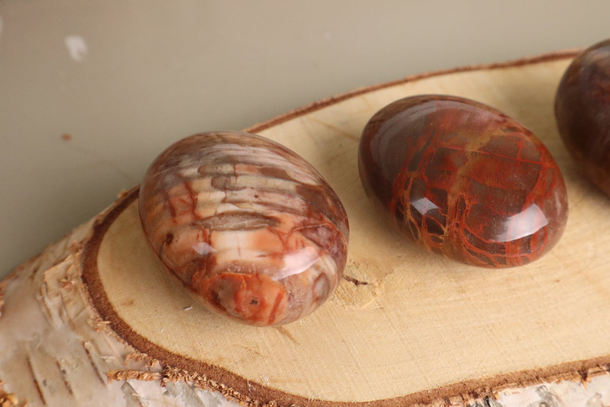 Versteend hout palmsteen, vierde aanzicht