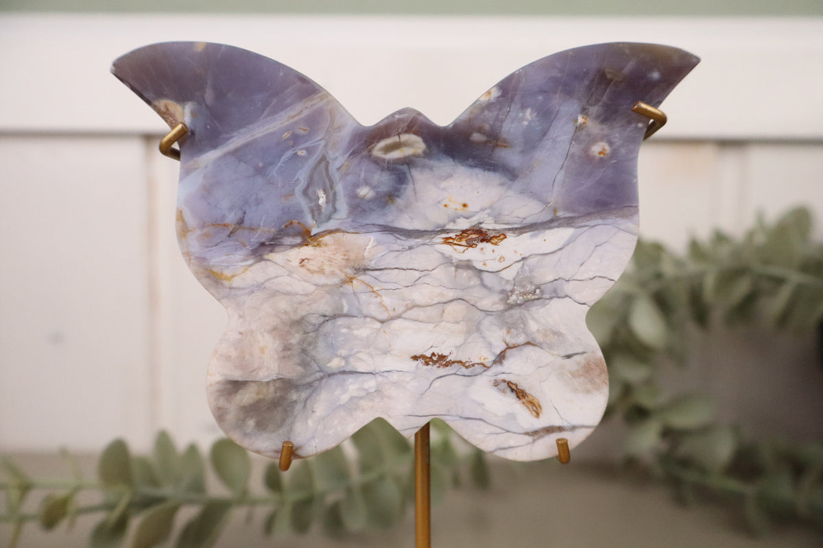 Blauwe chalcedoon vlinder, vierde aanzicht