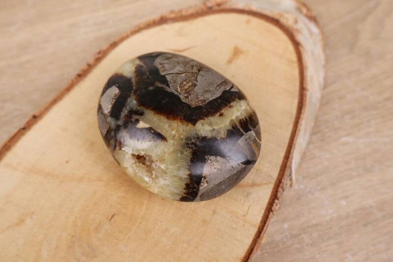 Septarie Palmsteen (7,5 cm)